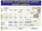 Anterior Pituitary Gland - ppt video online download