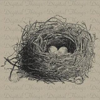 nest illustration Bird drawings, Art, Wildlife art