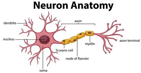 Diagram of Neuron Anatomy 358962 Vector Art at Vecteezy