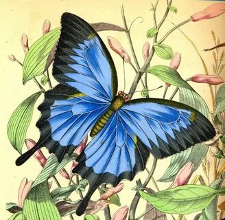 Pin de Virginia 🦋 en My Butterfly Treasure Chest Mariposas, 