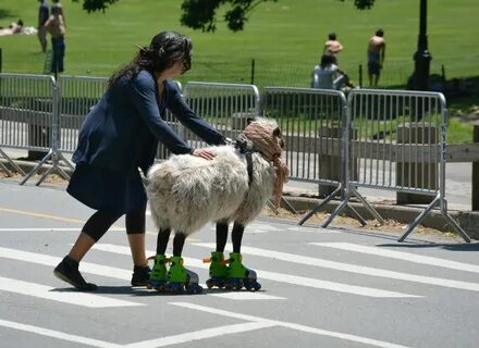 Just a sheep on roller skates in Central Park - Imgur