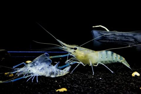 How to help shrimp stuck in molt