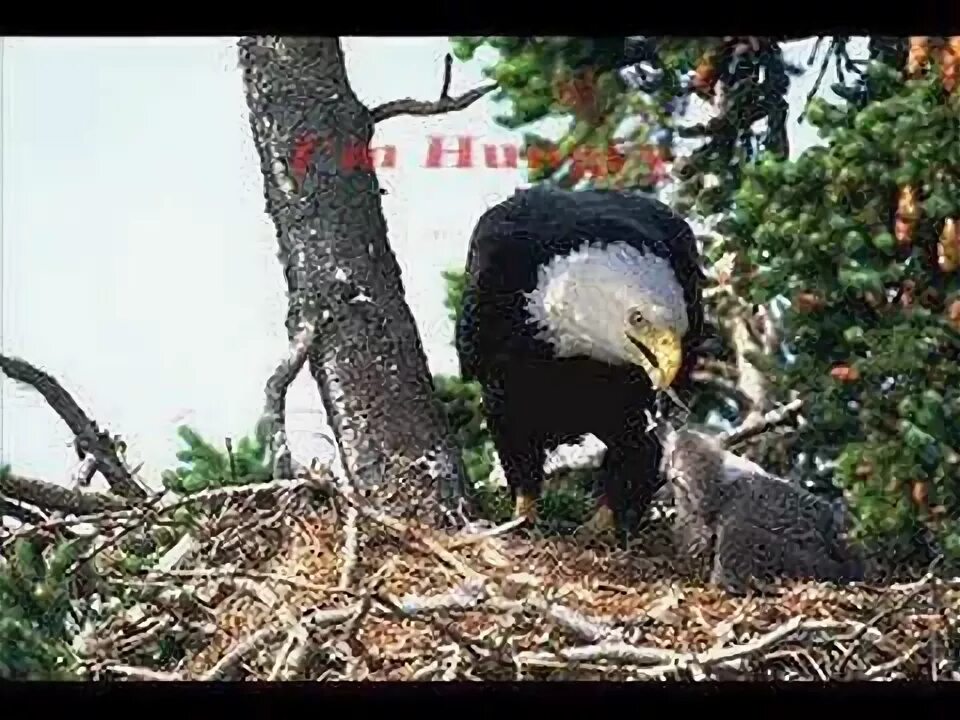 The Majestic Symbol of the United States - YouTube