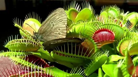 Venus flytraps - Streamable Plant leaves, Fly traps, Natural