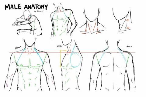 male anatomy Drawing male anatomy, Guy drawing, Body tutoria