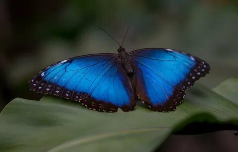 Blue Morph Butterfly - 68 photo