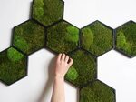 Mix and Match Moss Hexagon Wall Panels Real Moss Moss Wall E