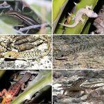 Living among thorns: herpetofaunal community (Anura and Squa