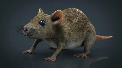 Realistic Rat - 3D Model by sanchiesp
