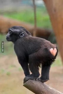 This monkey has a Heart shape butt - Funny Monkeys funny, Cu