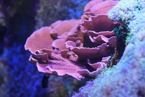 Small Polyp Stony Corals (SPS)