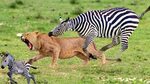 Zebra Hits Lion Face To Rescue Baby Zebra - Lion Is Haunted 