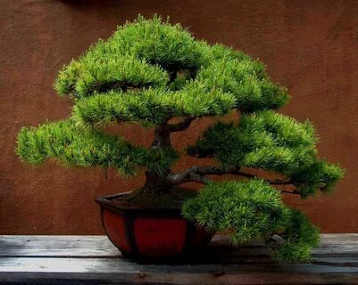 Bonsai, Pinus halepensis Lucia, P&B Bonsai zbirka Ornamental