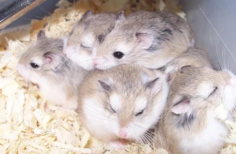 Hamsters Pictures on Animal Picture Society