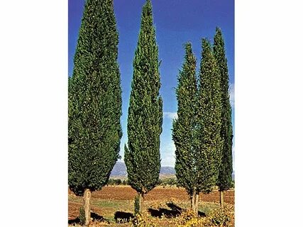 Italian cypress tree Britannica