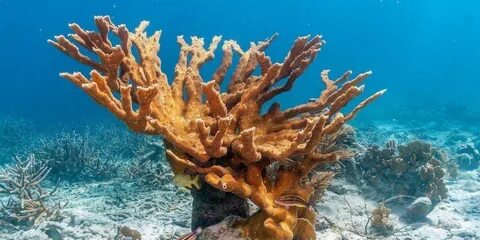 10 Amazing Types of Corals