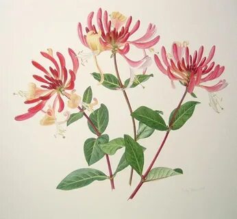 Honeysuckle Flower drawing, Honeysuckle tattoo, Botanical ar