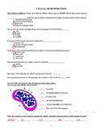 Pogil Answer Key Cellular Respiration : enzyme and cellular 