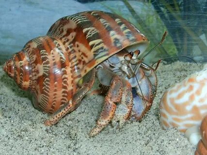 Does Imgur like hermit crabs with fabulous shells? - Album o