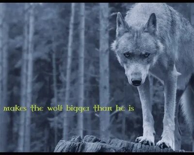 Iphone Wolf Wallpaper Quotes - Wolf With Quote Iphone Wallpa