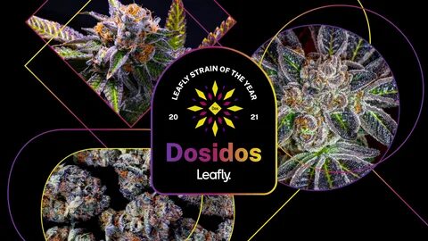 Leafly Announces 2021 Cannabis Strain of the Year Placera