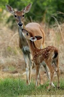 Animal Moms and Kids Whitetail deer, Cute baby animals, Anim