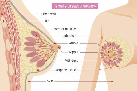 Female Breast Anatomy.