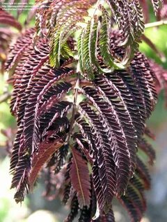 Full size picture of Purple-leaf Mimosa Tree 'Summer Chocola