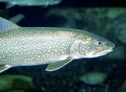Lake Trout Could Eat Their Way Back To Prominence In Great L