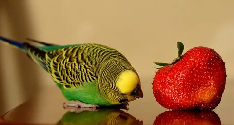 Can Parrots Eat Strawberries? - Parrot Website