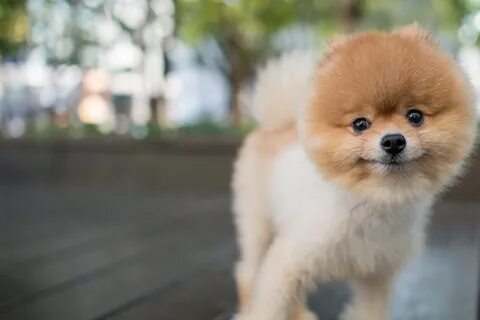 Pomeranian Dog Names Popular Male and Female Names Wag!