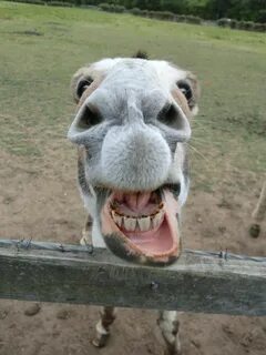 the wonderful smile of a happy donkey Funny horses, Happy an