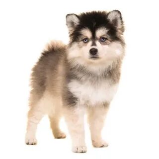 Pomsky Puppies For Sale * Adopt Your Puppy Today * Infinity 