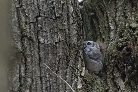 /siberian+flying+squirrel+facts