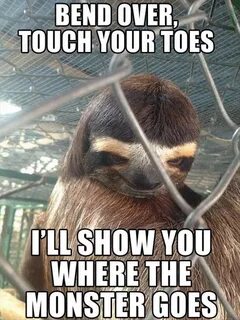 Sloth Memes - Musely
