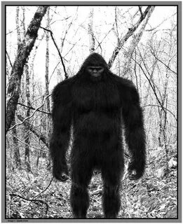 Arkansas bowhunter has encounter - Sasquatch Chronicles