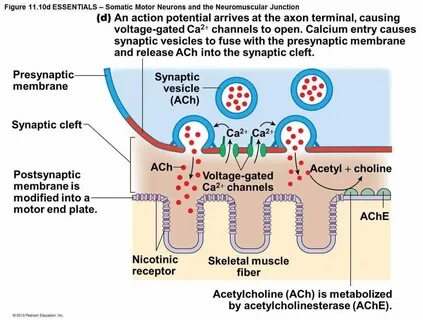 the Anatomy Of Neuromuscular Junction anatomy of neuromuscul