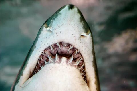 Morski psi Photo shark-13.jpg Bestgraph