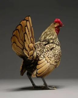 Two Amazing Photographers Take Pictures of Chickens - Simply