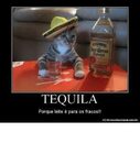 🐣 25+ Best Memes About Funny Tequila Memes Funny Tequila Mem