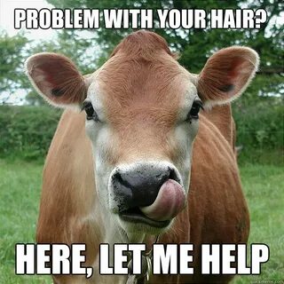 20 Cow Memes That Are Just Too Cute - Word Porn Quotes, Love