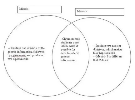 meiosis and mitosis venn diagram worksheet - Banya