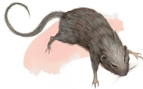 Крыса Rat / Бестиарий D&D 5 / Monster manual