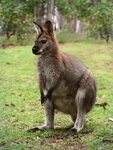 File:Red necked wallaby444.jpg - Wikimedia Commons