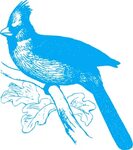 SVG cardinal bird animal - Free SVG Image & Icon. SVG Silh