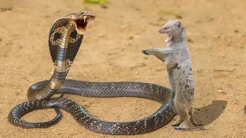 KING COBRA VS MONGOOSE The Outcome Of The Failure Wild anima