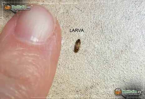 Varied Carpet Beetle