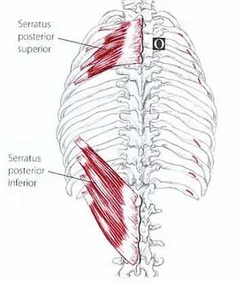 Serratus posterior superior muscle: - Samarpan Physiotherapy