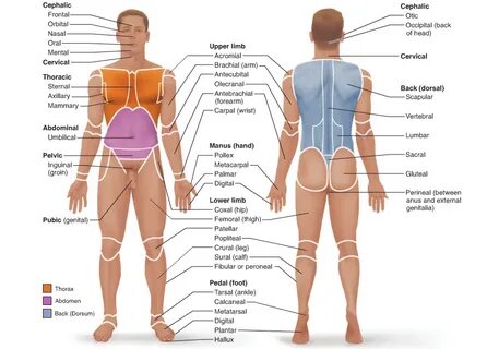 Surface Anatomy Terms Human body anatomy, Body anatomy, Huma