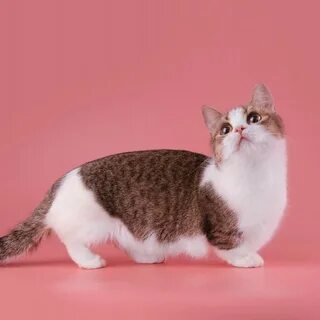 Самая не обычная кошка в мире Манчкин Мир Животных Яндекс Дз